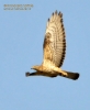 Falco pecchiaiolo