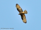 Falco pecchiaiolo Pernis apivorus