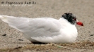 Gabbiano corallino (adult winter moulting to adult summer)