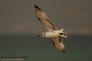 Gabbiano corallino (juvenile)