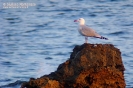 Gabbiano corso (Individuo inanellato da pullus sull'Isola di Sant'Andrea (LE) 8 anni fa. Fonte ISPRA)