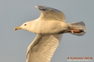 Gabbiano reale pontico (adult winter)