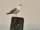 Gabbiano reale pontico (adult winter)