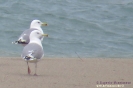 Gabbiano reale pontico (adult winter)