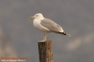 Gabbiano reale pontico (adult winter)