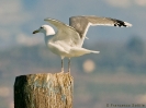 Gabbiano reale pontico (adult winter)