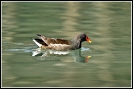 Gallinella d'acqua (Foto: Francesco Sottile)