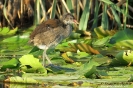 Gallinella d'acqua