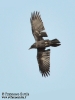 Corvo imperiale Corvus corax