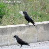 Taccola Corvus monedula