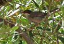 Occhiocotto (Foto: Giuseppe Arcidiacono)